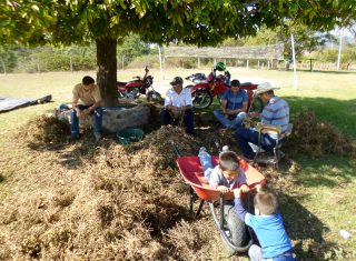 Plucking peanuts in the shade.