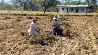 Pulling peanuts from the field.