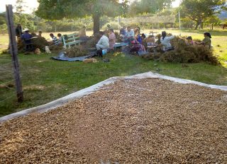 That’s a lot of peanuts! The Mixcolajá church plans to sell them to cover church and Bible conference expenses.