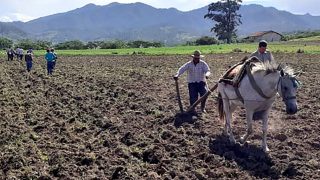 Young people helped plant a sister’s crops.