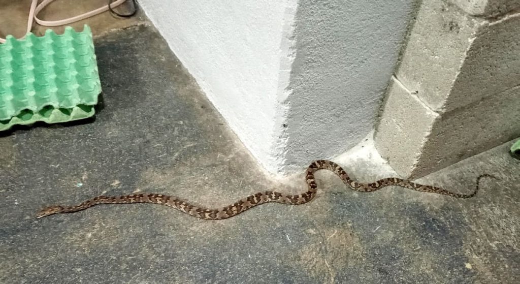 The offending visitor, a yellow-red rat snake