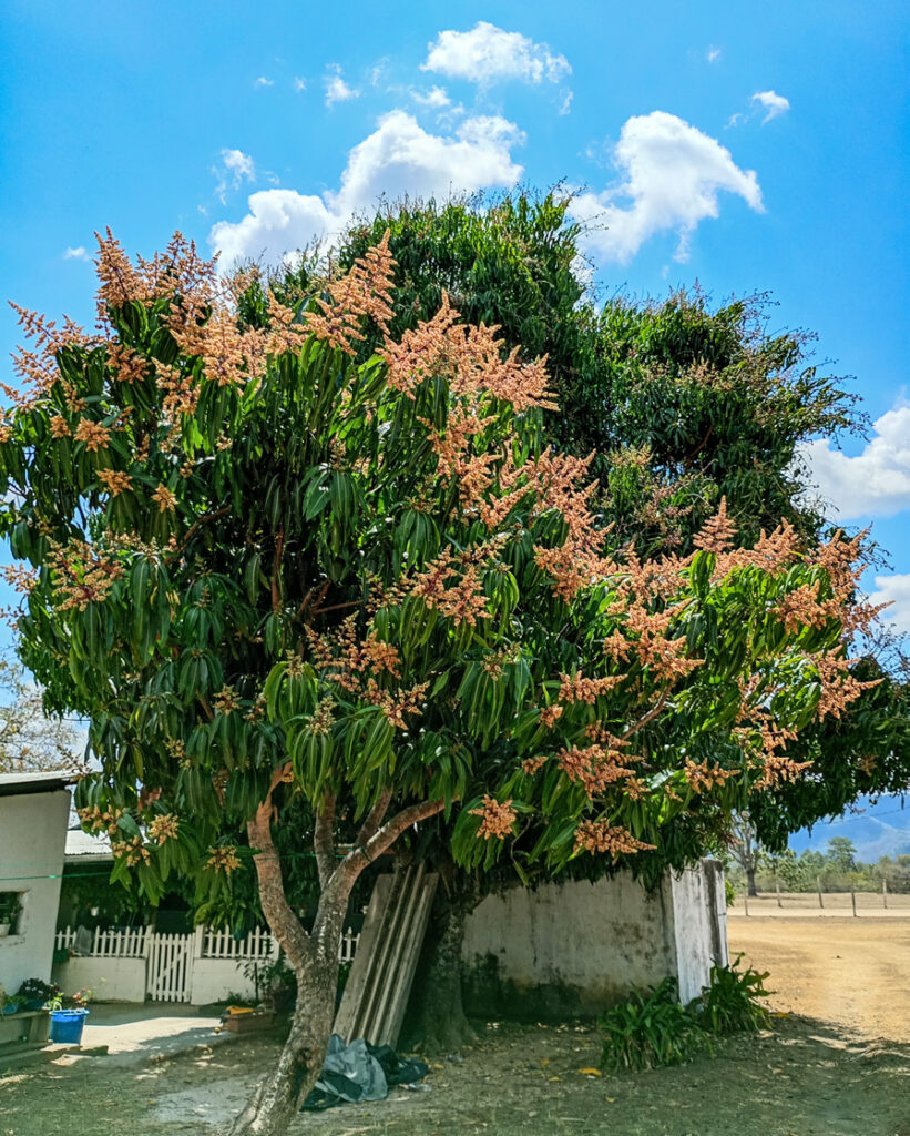 Mango tree in Mixcolajá.